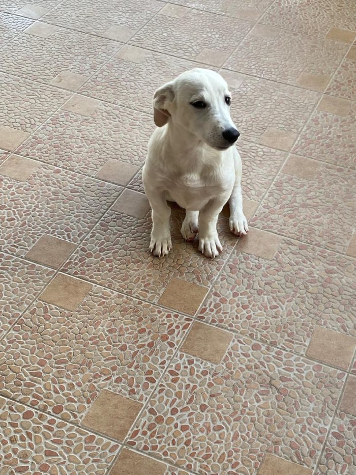 Piccolo, solo e senza richieste