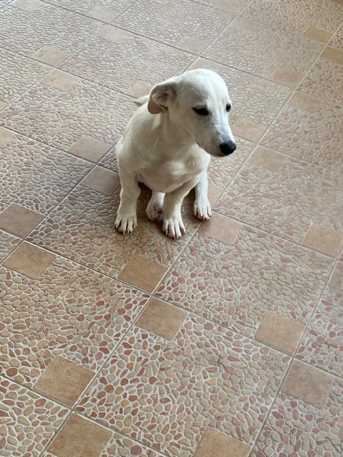 Piccolo, solo e senza richieste - media 5