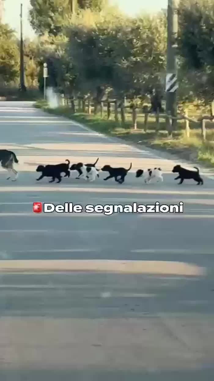Mamma Cozza: dolce e socievole. Taglia contenuta - media 10