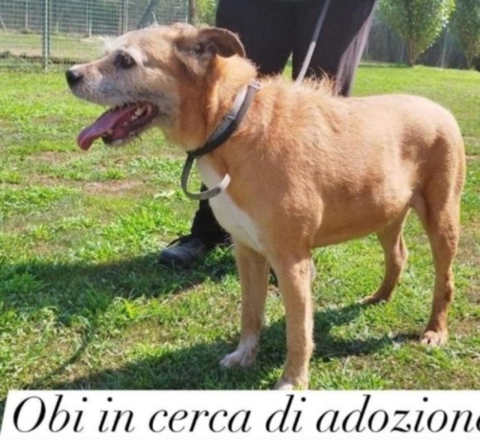 11anni,padrone deceduto 2anni fa PROV.AVIA