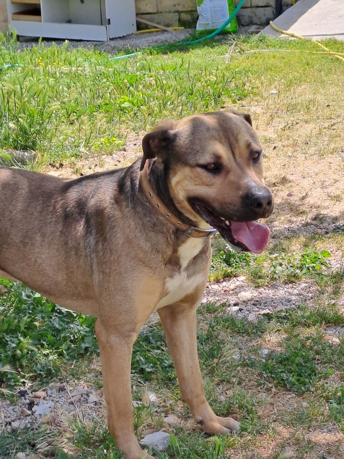 Bobby, 30 kg di dolcezza