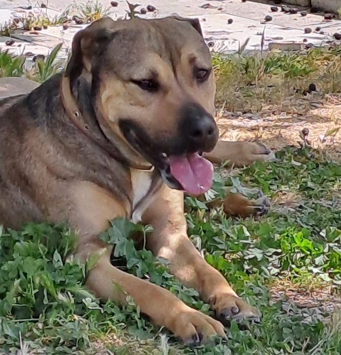 Bobby, 30 kg di dolcezza