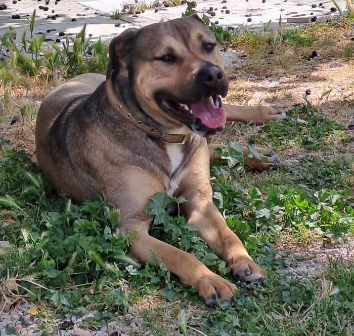 Bobby, 30 kg di dolcezza - media 5