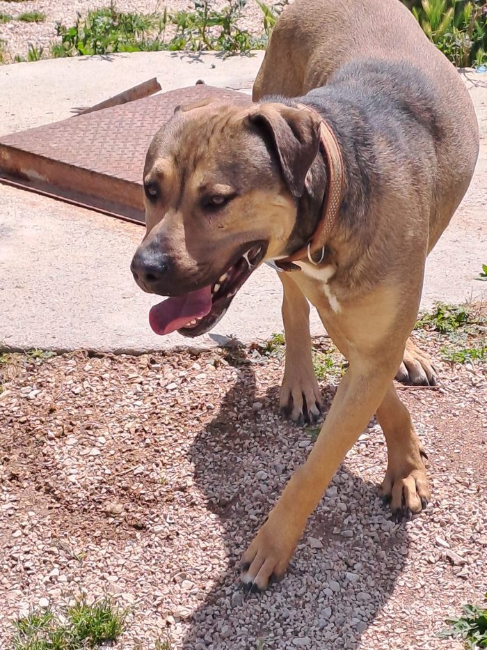 Bobby, 30 kg di dolcezza - media 4