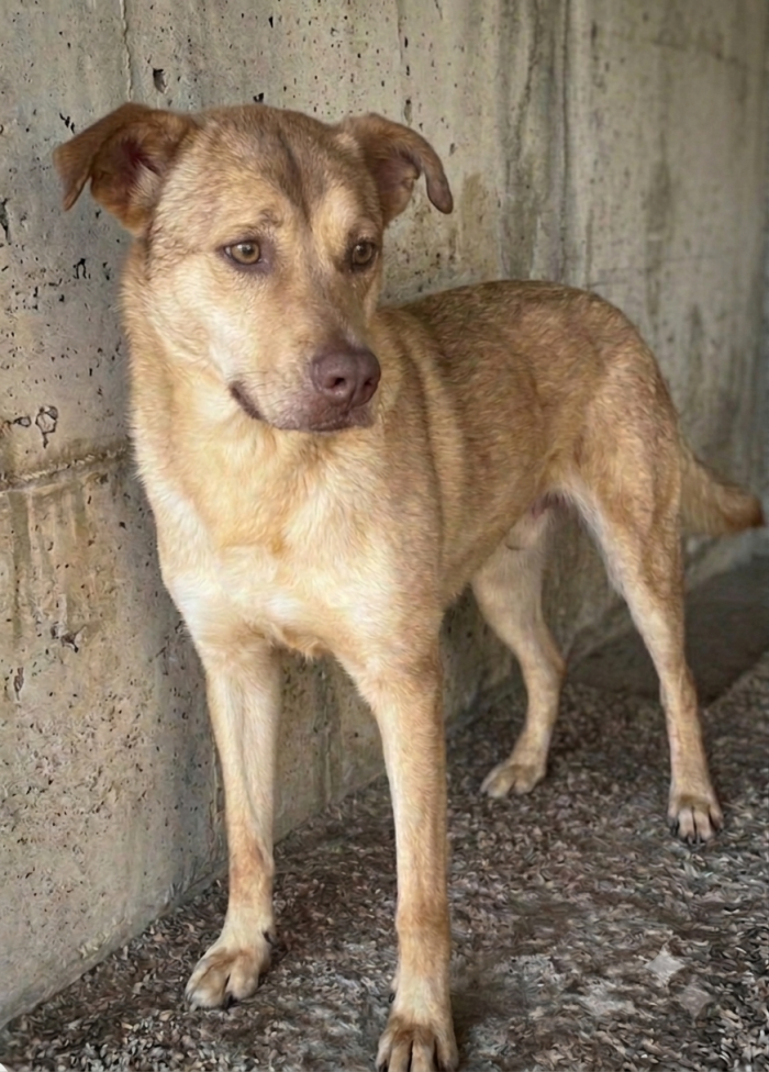 Grinko - 6 anni chiuso in box cerca una famiglia per rinascere