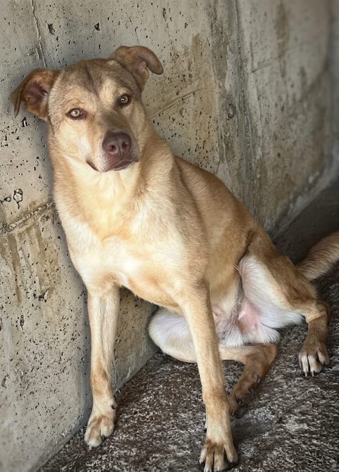 Grinko - 6 anni chiuso in box cerca una famiglia per rinascere
