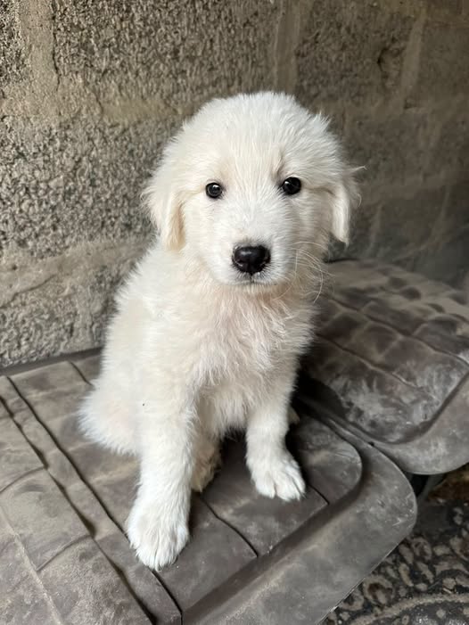 Casper