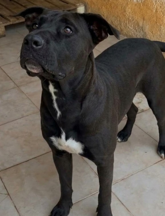 NUKI: dolcissima, cerca la sua famiglia per sempre