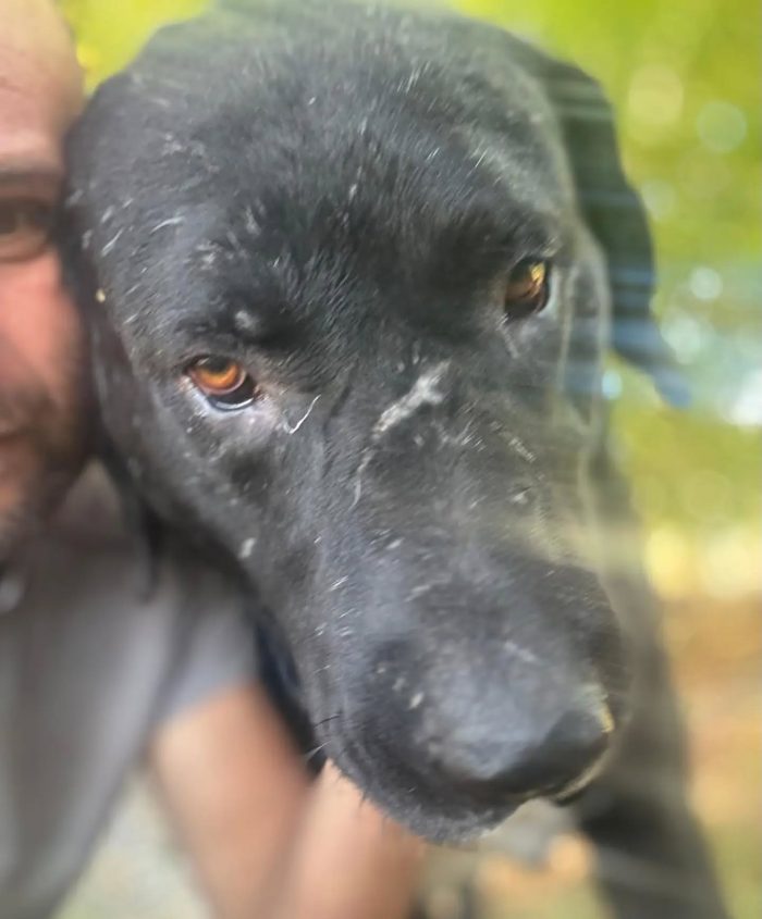 Murat pastore asia centrale 5 anni cerca casa - in adozione a Latina