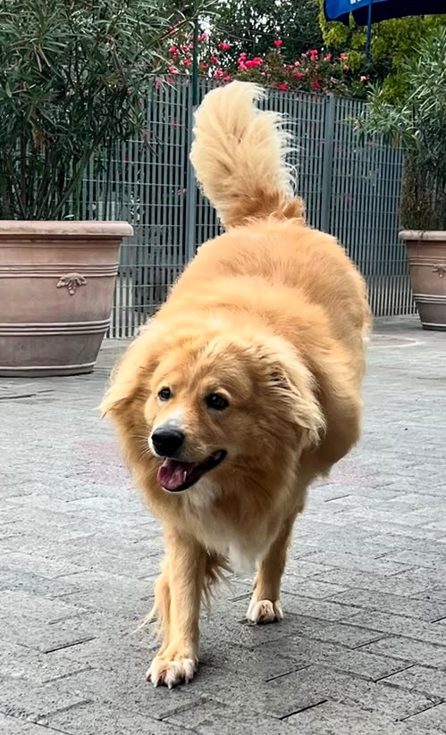 DIOR BELLISSIMO CAGNOLINO FULVO