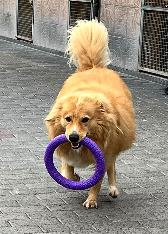 DIOR BELLISSIMO CAGNOLINO FULVO