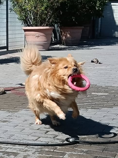 DIOR BELLISSIMO CAGNOLINO FULVO - media 6