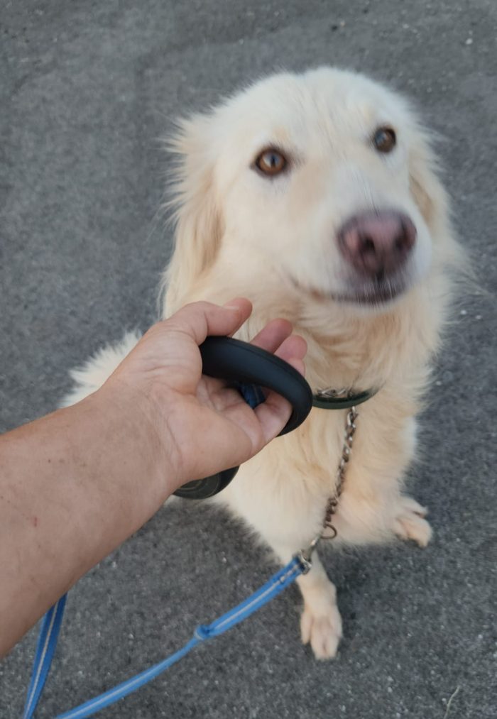 Vera 3anni tg media salvata ,viveno in 1garage con gatti COSENZA