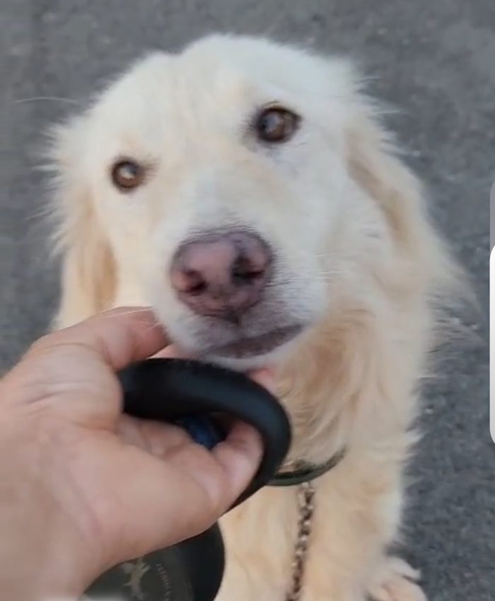 Vera 3anni tg media salvata ,viveno in 1garage con gatti COSENZA