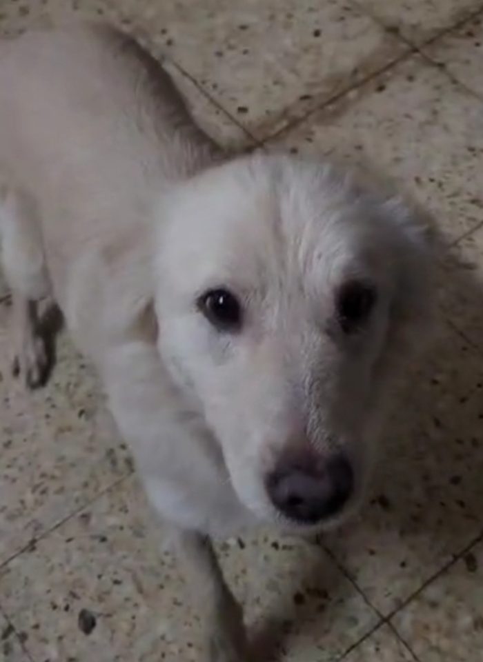 Vera 3anni tg media salvata ,viveno in 1garage con gatti COSENZA - media 7