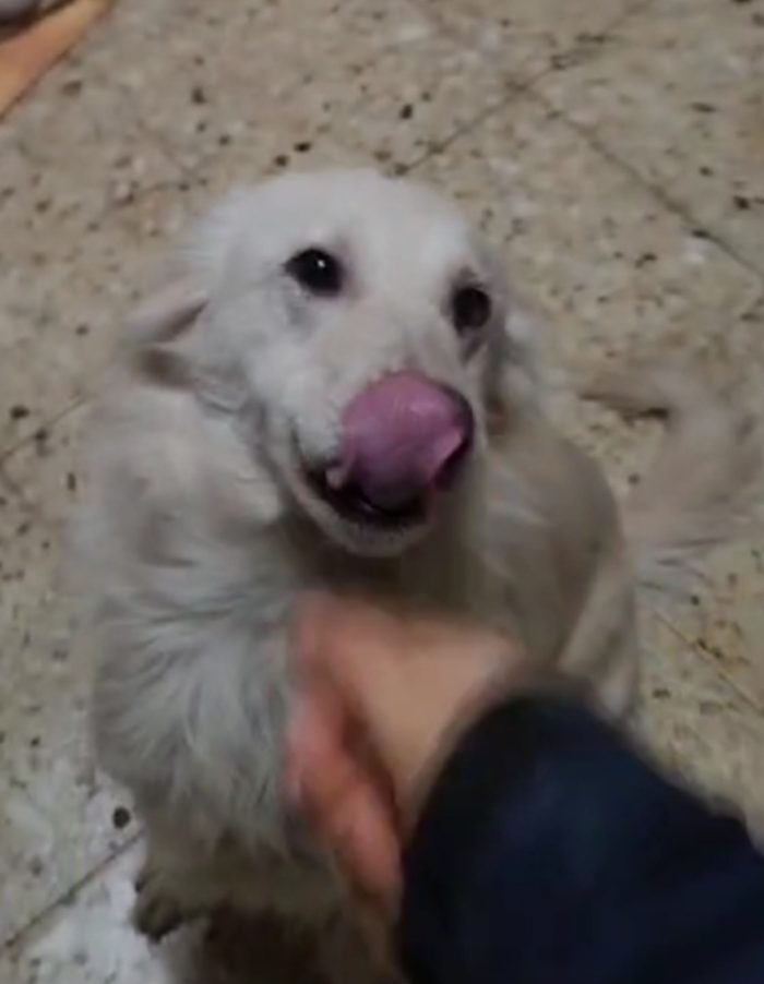Vera 3anni tg media salvata ,viveno in 1garage con gatti COSENZA - media 8