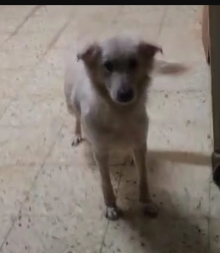 Vera 3anni tg media salvata ,viveno in 1garage con gatti COSENZA - media 6