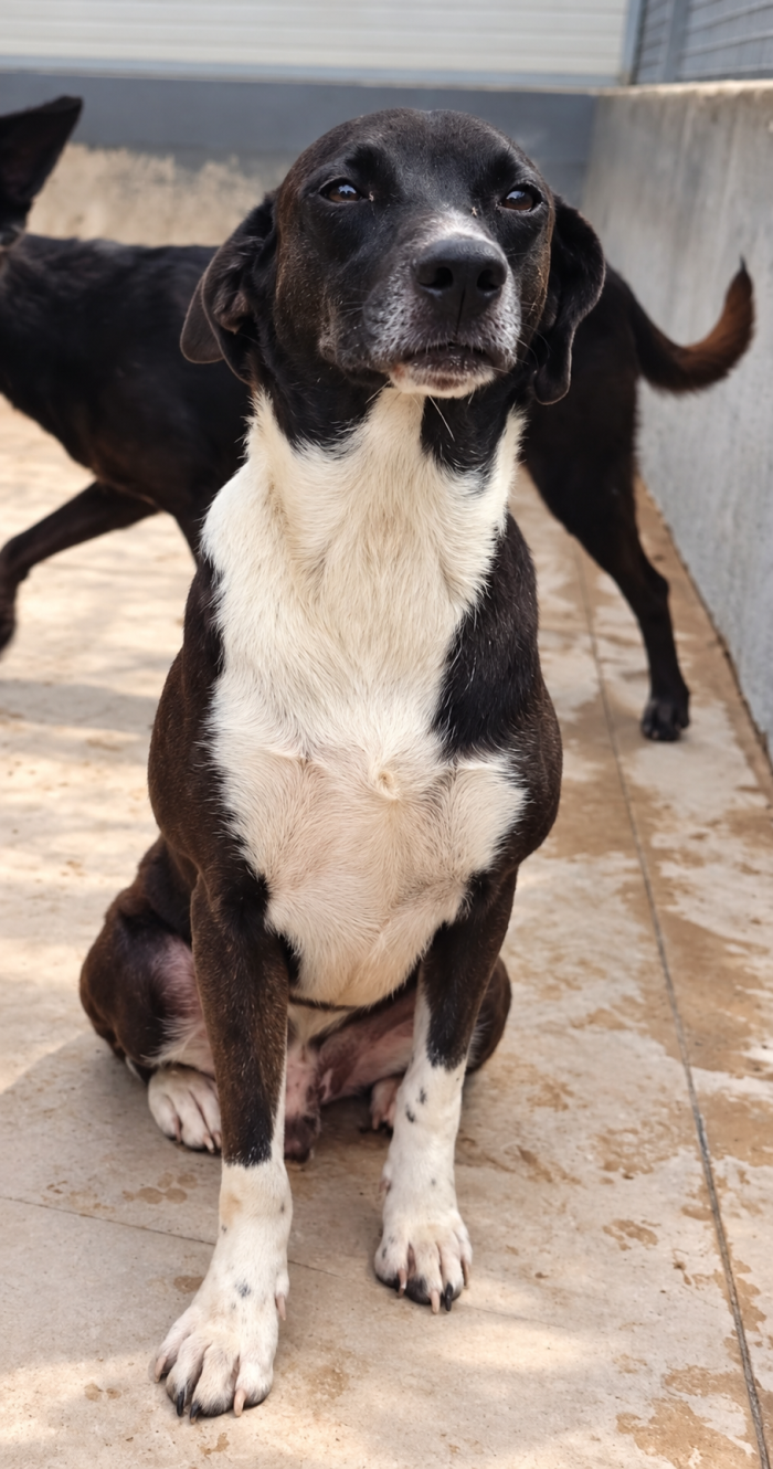 Remo! (15kg)
