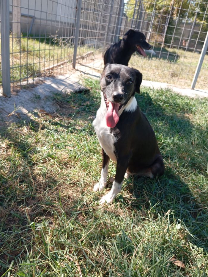 Remo! (15kg)