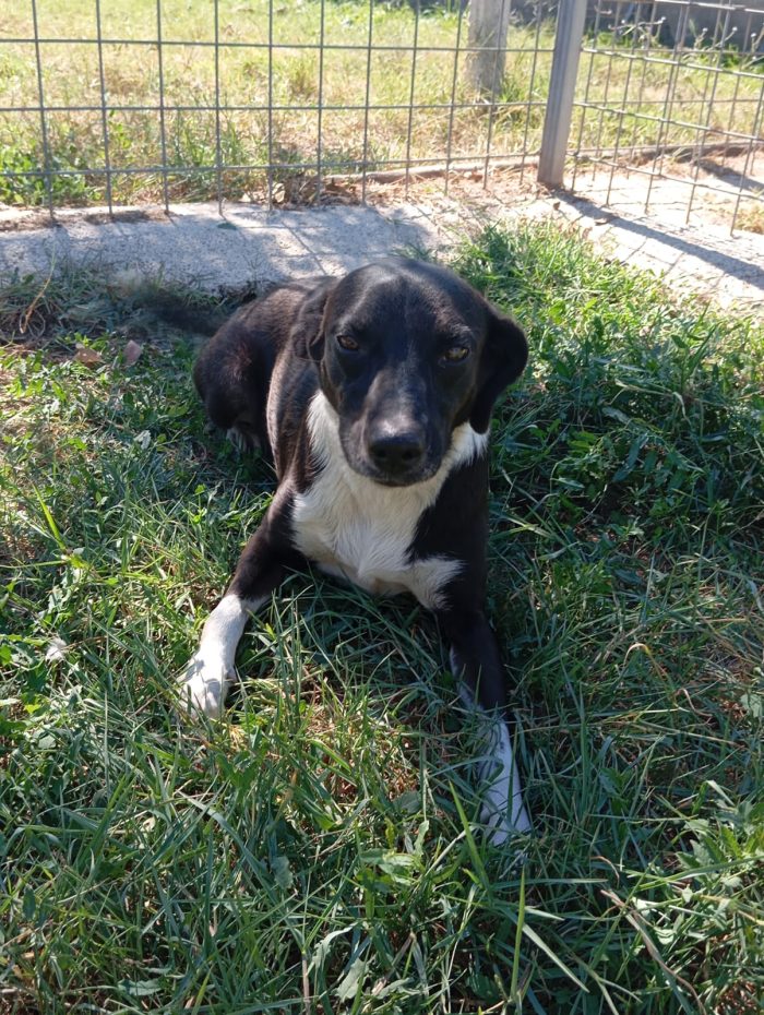 Remo! (15kg)