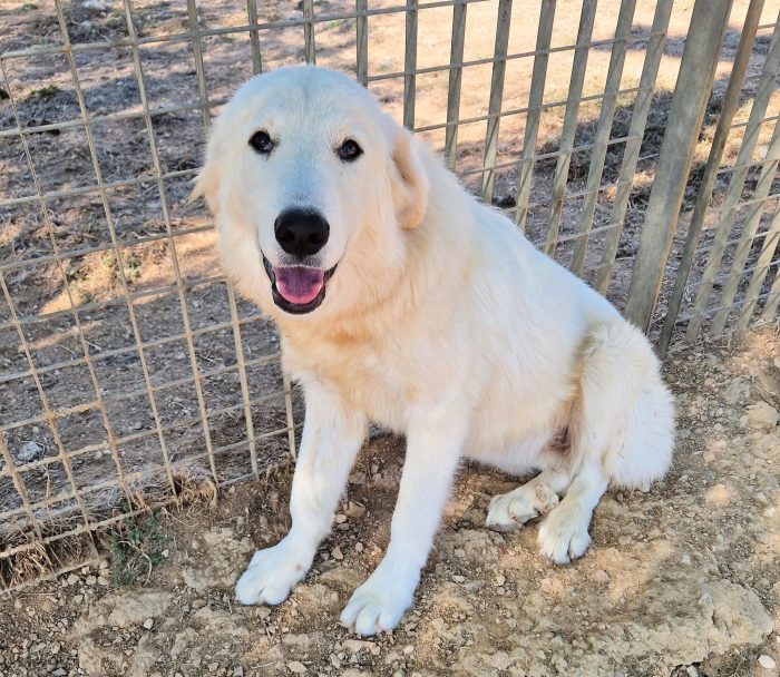 SALLY,IN CANILE,ADOTTABILEIN TUTTA ITALIA!