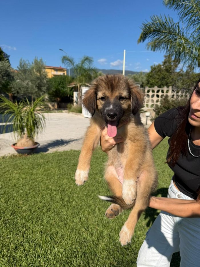 Bea splendida dolce cucciola simil Pastorina cerca casa