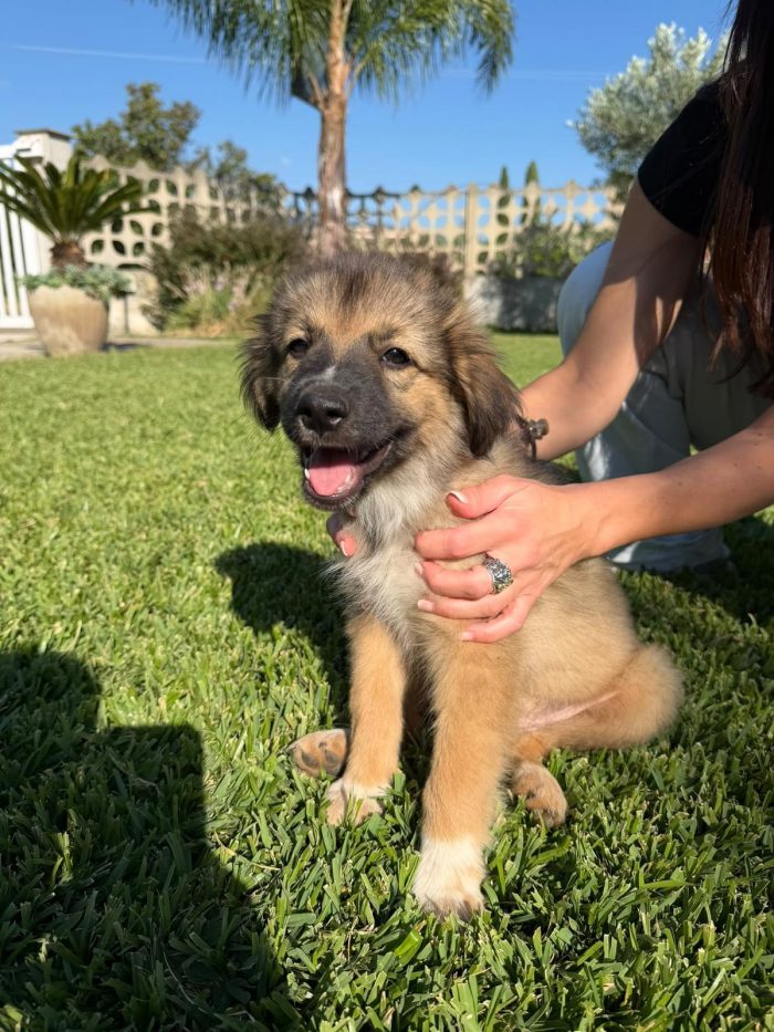 Bea splendida dolce cucciola simil Pastorina cerca casa