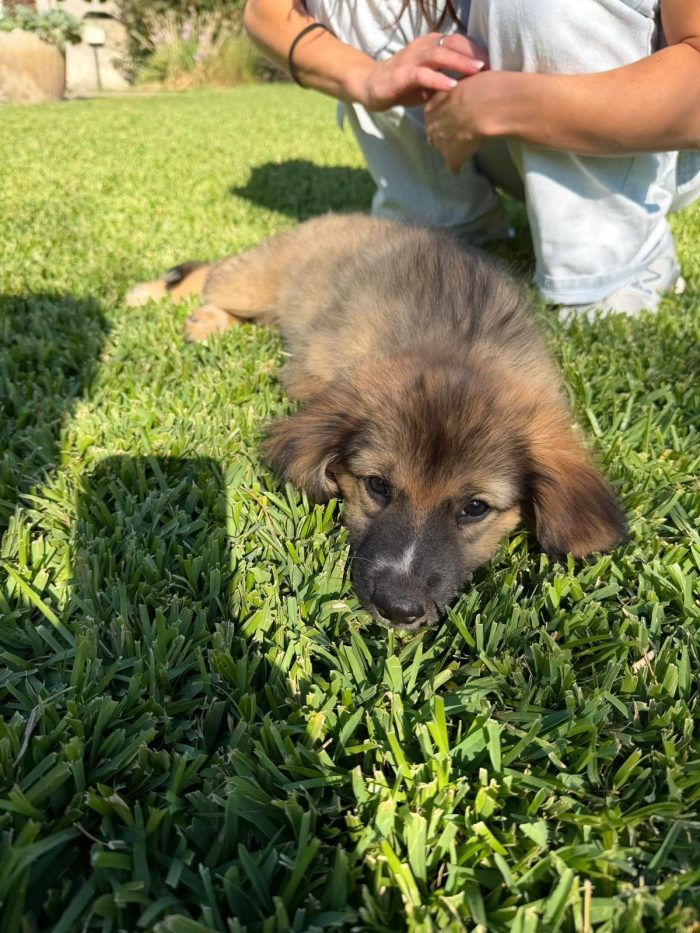 Bea splendida dolce cucciola simil Pastorina cerca casa