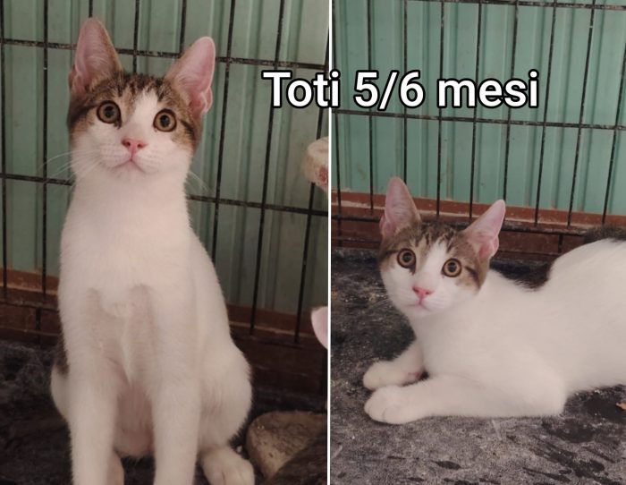 Chiamate x un gattino