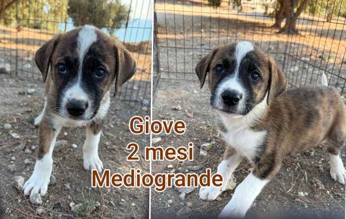 Chiama x un cucciolo - media 6