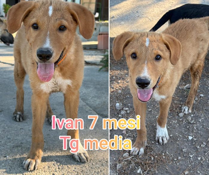 Chiama x un cucciolo - media 8