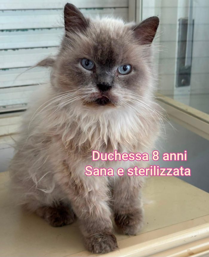 GATTINI ABBANDONATI: EMERGENZA