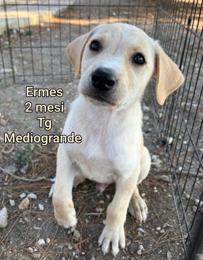CUCCIOLI ABBANDONATI: EMERGENZA! - media 6