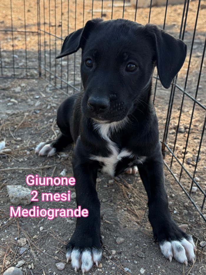 CUCCIOLI ABBANDONATI: EMERGENZA! - media 7
