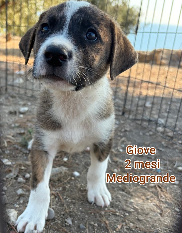 CUCCIOLI ABBANDONATI: EMERGENZA! - media 8