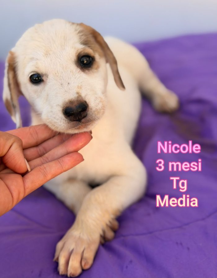 CUCCIOLI ABBANDONATI: EMERGENZA! - media 9