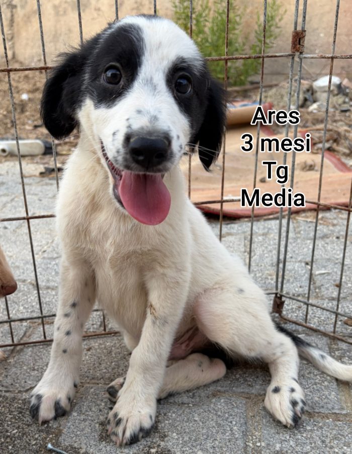 CUCCIOLI ABBANDONATI: EMERGENZA! - media 10