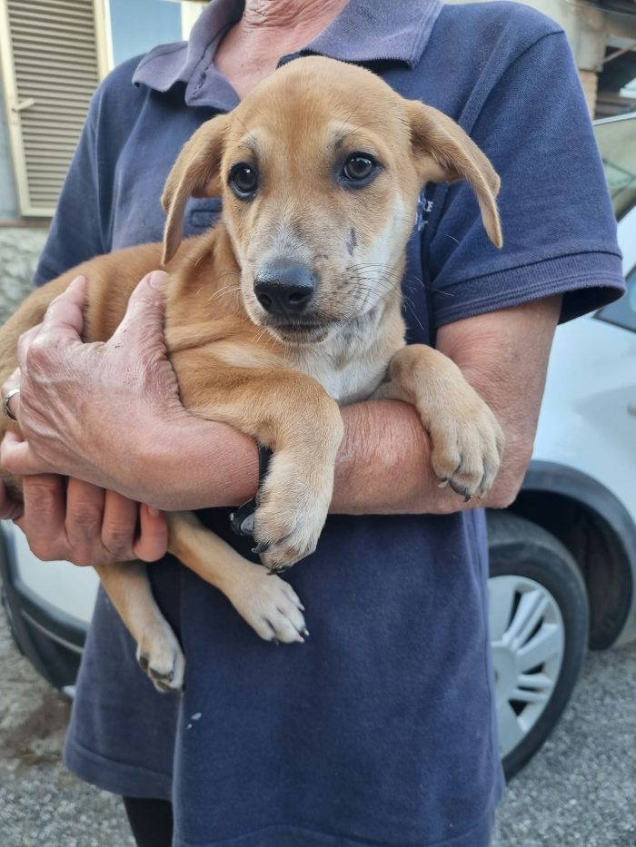 Pietje Splendido dolce cucciolo cerca casa