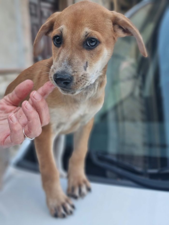 Pietje Splendido dolce cucciolo cerca casa