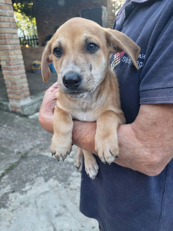 Pietje Splendido dolce cucciolo cerca casa