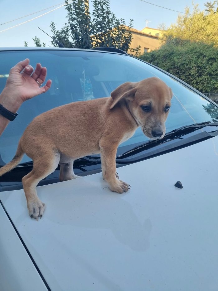 Pietje Splendido dolce cucciolo cerca casa - media 5