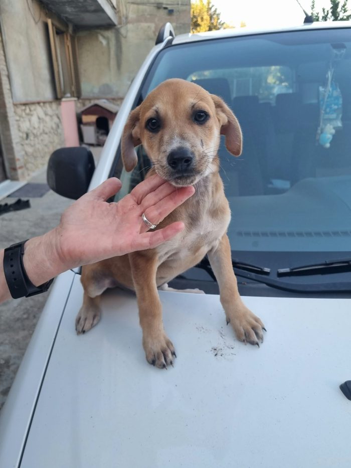 Pietje Splendido dolce cucciolo cerca casa - media 4