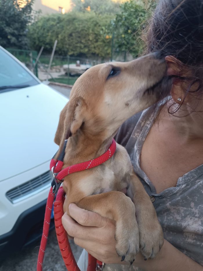 Pietje Splendido dolce cucciolo cerca casa - media 7