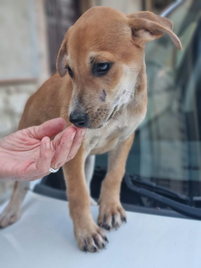 Pietje Splendido dolce cucciolo cerca casa - media 8