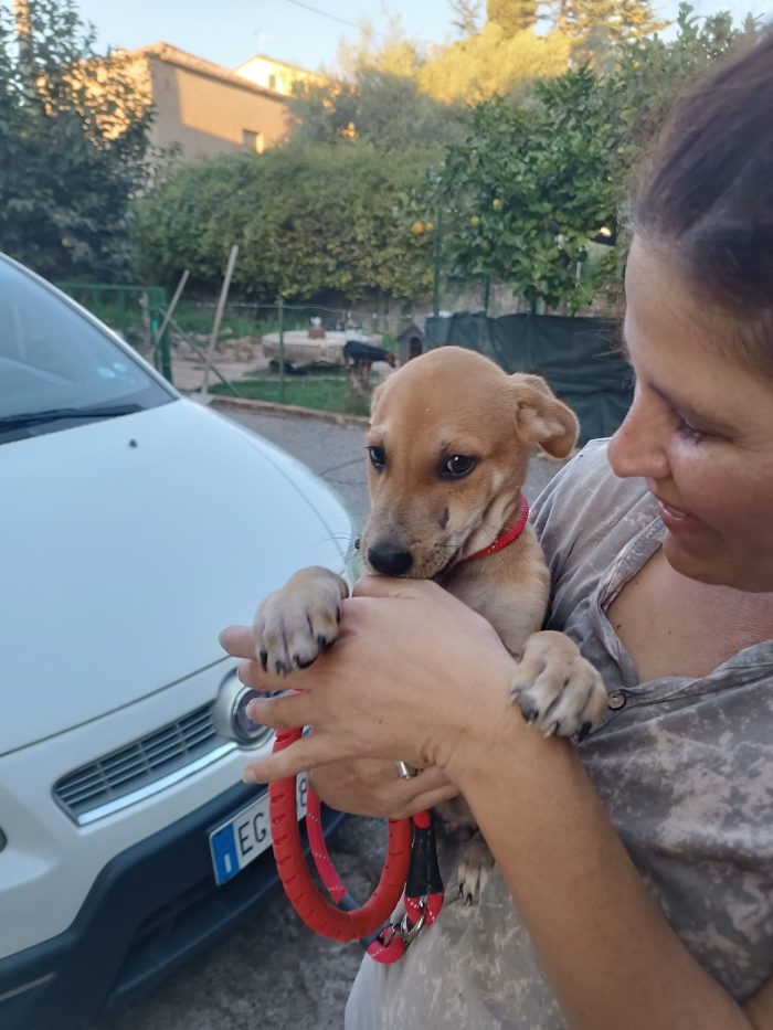 Pietje Splendido dolce cucciolo cerca casa - media 6