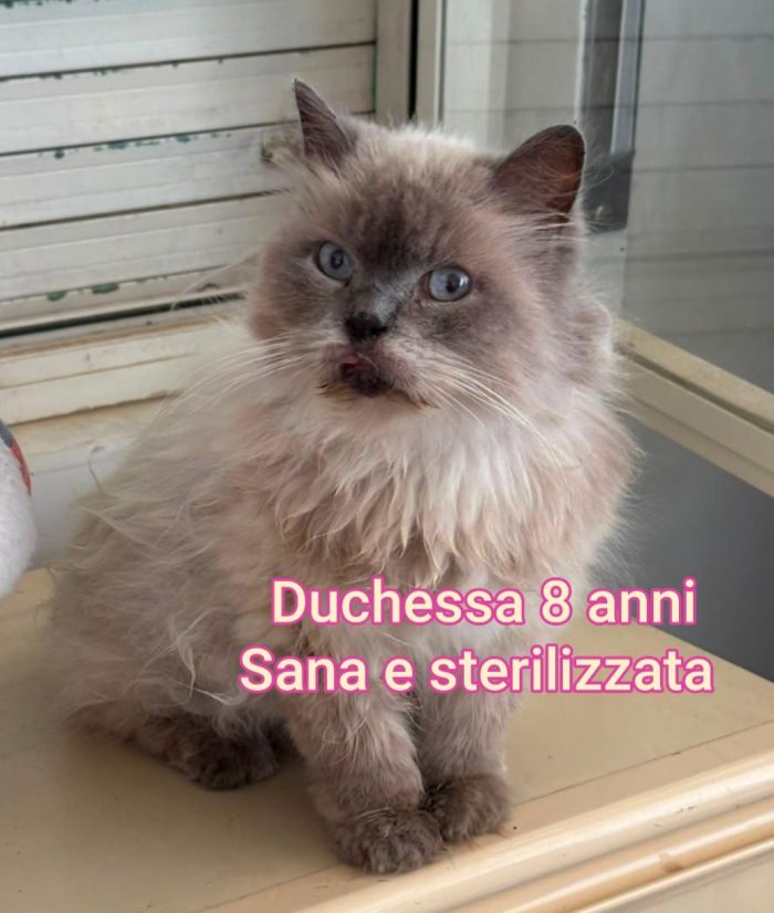 Micetti in cerca d'amore