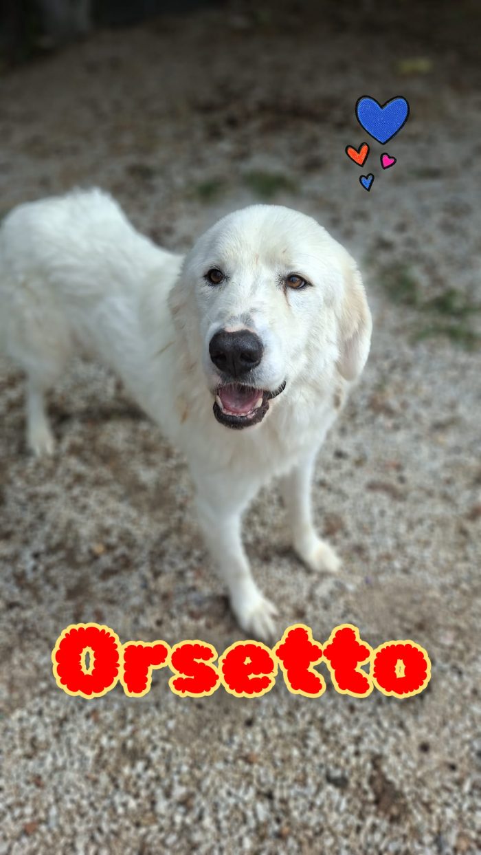 Orsetto giovane simil maremmano