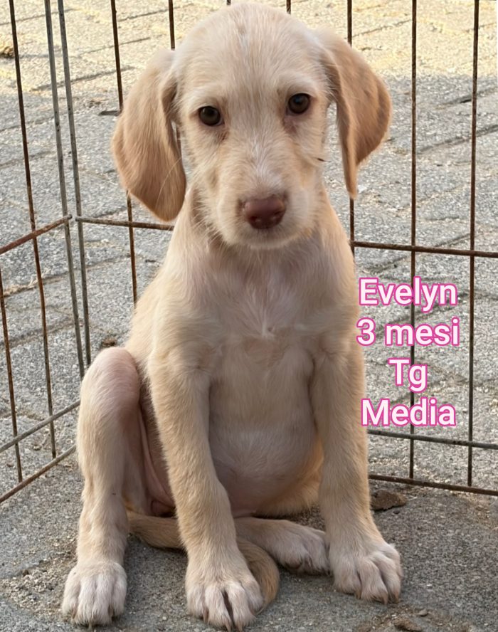 Cuccioli bisognosi d'amore - media 7