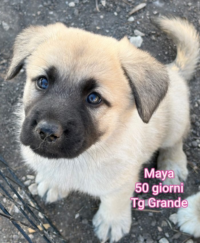 Cuccioli bisognosi d'amore - media 8