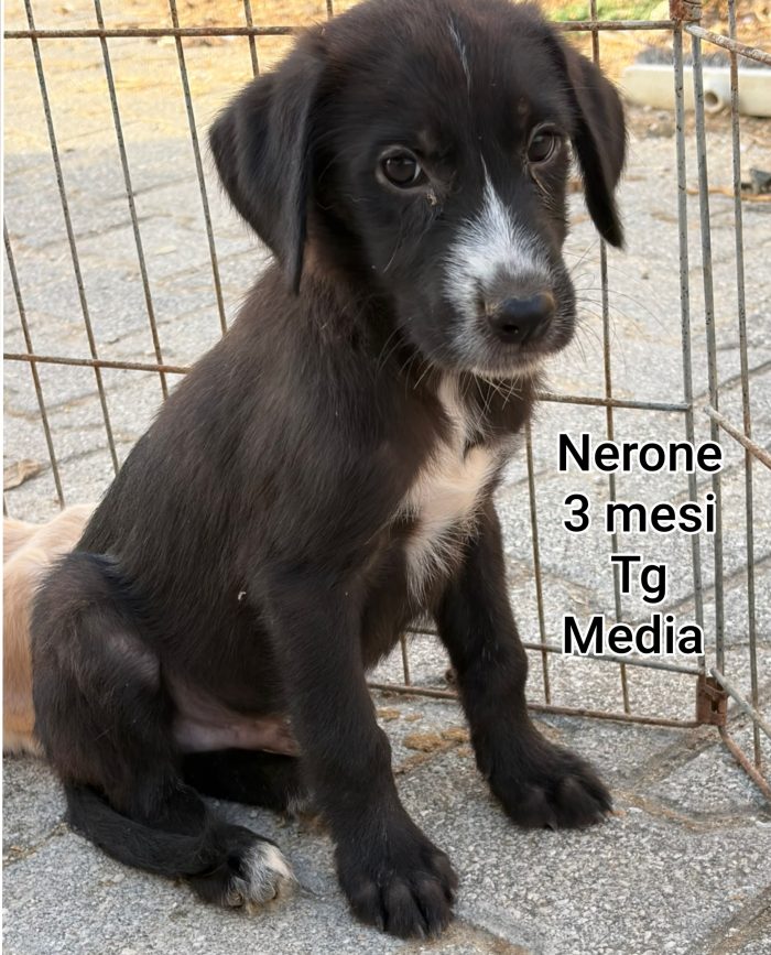 Cuccioli bisognosi d'amore - media 9